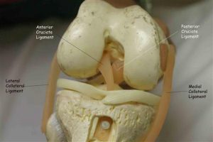 Model of a right knee, viewed from the front.
